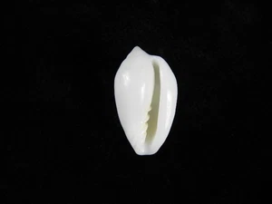 Sea Shell Prunum cinctum 23.8mm ID#9432 - Picture 1 of 2