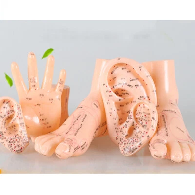 Modelo de oreja, mano modelo de aplicación auricular educación enseñanza suministros médicos Foto 1 de 4