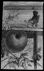 ANTIQUE Magic Lantern Slide COMMON WREN AND NEST C1910 BIRD ILLUSTRATION - Foto 1 di 2