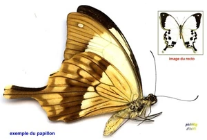Papilionidae - PAPILIO DARDANUS MERIONES - Entomologie . insecte 1616D - Bild 1 von 1