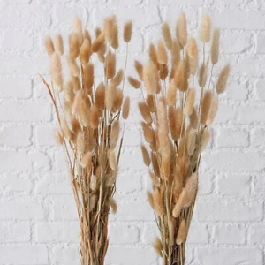 Trockenblume Grisy, Leonique, Höhe 60 cm, Samtgras, 2er Set Dekogras Echtgras