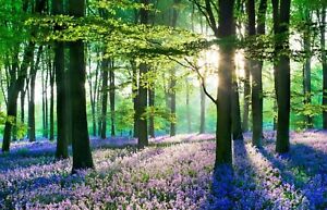 BLUEBELL WOODLAND CANVAS PICTURE POSTER PRINT WALL ART UNFRAMED 