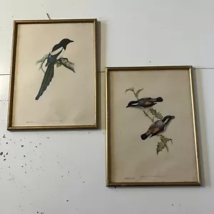 Pair Of Antique Bird Lithograph Prints In Gold Frame Vintage Framed 37x28cm - Picture 1 of 14