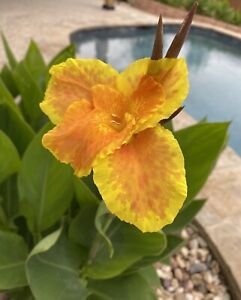 Yellow & Orange Canna Lilly  PlantCoyoles Amarillos Con Anaranjado. Check 3 Pic