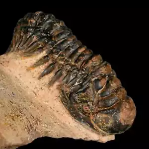 Crotalocefalo 3,2" Gibbus Trilobite Fossile Marocco Età Devoniana 400 Mil Anni - Foto 1 di 10