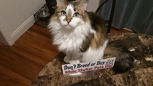 Nicht züchten oder kaufen, während Haustiere sterben 3x10 Stoßstange Aufkleber Aufkleber Katze Hund Vogel - Bild 1 von 8