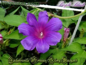 Purple Blast Japanese Morning Glory 6 unidades - Imagen 1 de 12