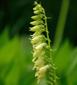 Gelber Fingerhut - Digitalis lutea - Bild 1 von 1