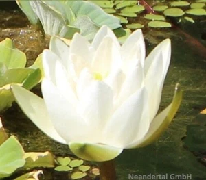 Kleinste Seerose der Welt weiß . Dekoideen Dekoration für den Teich Gartenteich - Bild 1 von 1