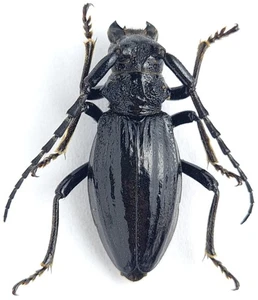 Cerambycidae Eodorcadion (Ornatodorcadion) exaratum argali Mongolia RARE form - Picture 1 of 1