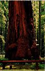 Postcard Santa Cruz Redwood Trees Giant Tallest California D47
