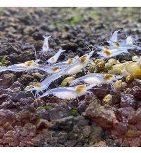 ✅LOTTO X5 CARIDINE SNOWBALL/WHITE PEARL PALMATA Acquario+MANGIME GAMBERETTI - Foto 1 di 3