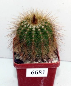 Eriocactus warasii /6681/D50mm, raíz propia - Imagen 1 de 2
