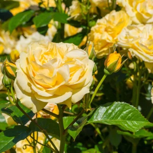 Compact Garden Rose, Sweet Memories, lemon yellow blooms, repeat flowers, 4L pot - Picture 1 of 18
