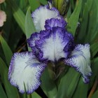 August delivery-Int. Bearded Iris Bold print  purple  white