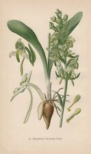 Platanthera chlorantha - Waldhyazinthe CHROMOLITHOGRAPHIE von 1904 Orchideen