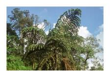 10x Caryota obtusa Thailand Fischschwanzpalme Garten Pflanzen - Samen ID363