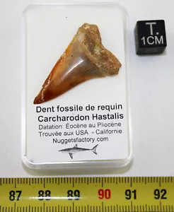 Dent fossile de requin Carcharodon Hastalis ( USA - 3.4 centimètres - 094 ** ) - Imagen 1 de 6