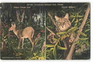 Everglades National Park, Florida - Native Florida Animals VTG Postcard TM2. - Picture 1 of 2