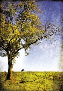 Cartolina artistica: Cavallo al pascolo - Foto 1 di 1