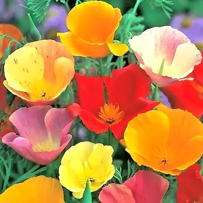 400+ CALIFORNIA POPPY SPRING MIX SEEDS  DEER RESISTANT WILDFLOWERS HUMMINGBIRDS - Image 1 of 4