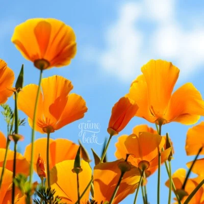 Orangefarbener KALIFORNISCHER MOHN 200+ Samen  ESCHSCHOLZIA CALIFORNICA seeds - Bild 1 von 3