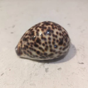 Cypraea tigris schilderiana, Beautiful Dark Color, Hawaii Shell - Picture 1 of 6