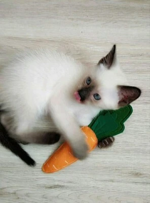 Catnip felt toy for cats Handmade Carrot cat toys - Image 1 of 4