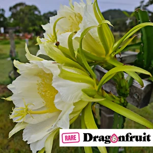 Pink Panther (XL bloom)- Hylocereus guatemalensis X California. Dragon Fruit - Picture 1 of 6