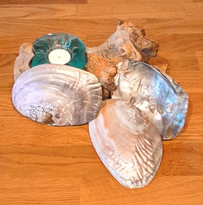 Perlmutt Muschel Hälfte mit angehenden Perlen - Bild 1 von 4