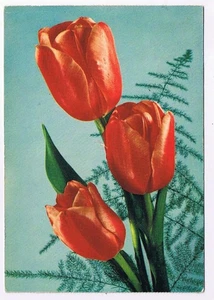 AK Rote Tulpen - Bild 1 von 2