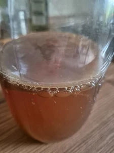 Kombucha Teepilz Tee Pilz und Ansatzflüssigkeit für ca 1 Liter - Bild 1 von 1