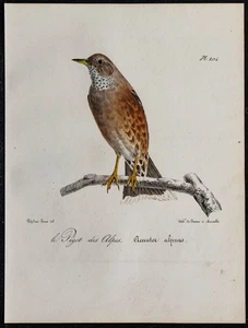 1830 - Alpenakzent - Antike Vogellithographie (Ornithologie) - Pégot - Bild 1 von 3