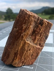 Rama de madera petrificada con muestra de corteza fósil huracán Utah 3 1/2" x 2 1/4 - Imagen 1 de 18