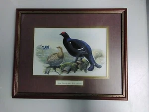 JOHN GOULD - "BLACK GROUSE" DRUCK LITHO 1804-1881. FARBIG SELTEN - Bild 1 von 6