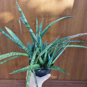 Sansevieria trifasciata "Pineapple" Grown Open air. Snake plant, Succulent - Foto 1 di 3