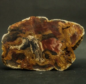 1074GR EXTREME RARE RAINBOW POLISHED NATURAL PETRIFIED WOOD SLAB SPECIMEN - Picture 1 of 10