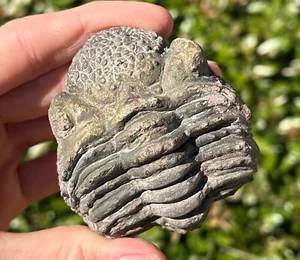 HUGE Drotops megalomanicus Fossil Trilobite Morocco Devonian Age Enrolled Bug - Imagen 1 de 9