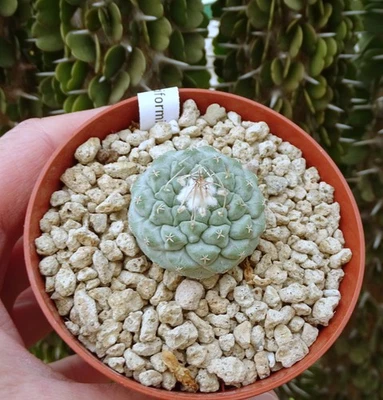 CACTUSPROD STROMBOCACTUS DISCIFORMIS 3.5CM cactus copiapoa ariocarpus kakteen plant