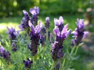 French Lavender Handmade 3oz Black leaf tea - Picture 1 of 9