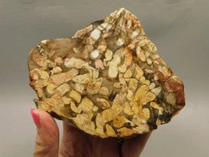 Petrified Peanut Wood Fossil 1.44 lbs. Lapidary Rough Rock #O13 - Picture 1 of 9