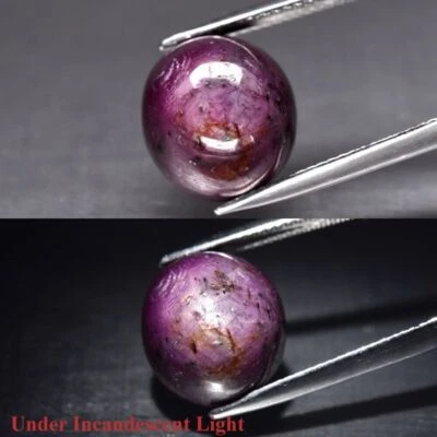BIG 15.62 Ct Natural Purplish-Red 6Ray Star Ruby Oval Cab Loose Gemstone See VD - Image 1 of 3