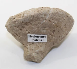 Spugna, rotula Hyalotragos, Giura Oxford, Ebermannstadt, Germania -eb8866 - Foto 1 di 6