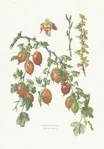 Planche 43 Histoire Naturelle Flore 2 : Groseillier épineux - Picture 1 of 1