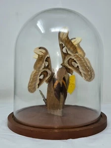 REAL GIANT ATLAS MOTHS & BUTTERFLIS TAXIDERMY GLASS DOME WOOD BASE DISPLAY - Picture 1 of 8