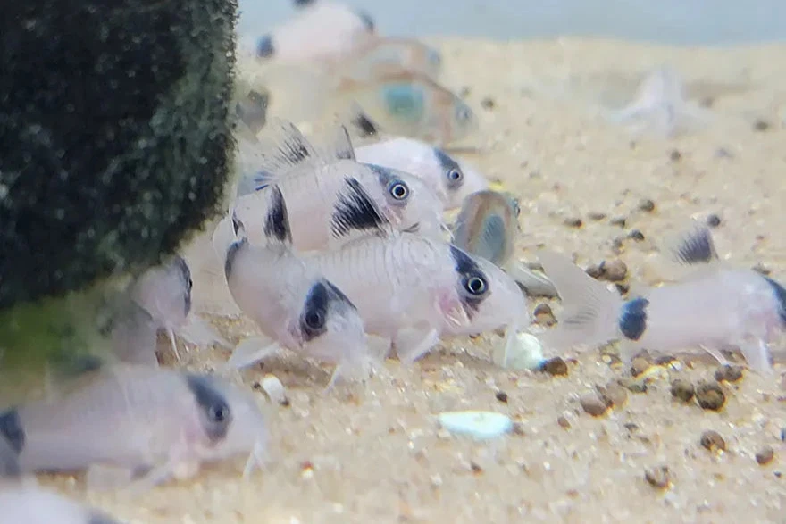 Panda Corydora ~1" (elevado en tanque) VENDEDOR DE EE. UU. FedEx envío prioritario durante la noche Foto 1 de 1