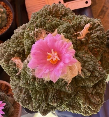 1 Ariocarpus Godzilla, Seeing And Grafting Plant With Size of 12 Cm Dia。Flowers - Image 1 of 4