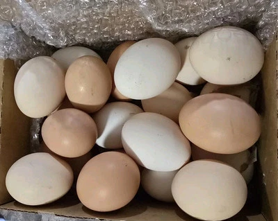 20+ Barnyard Mix Chicken Hatching Eggs, RIR, Buff Orpington, Australorp, Leghorn