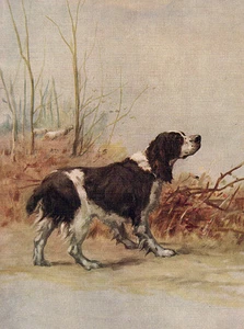 ENGLISCHER SPRINGER SPANIEL CHARMANTER HUND IN LÄNDLICHER SZENE GRUSS NOTIZKARTE - Bild 1 von 1