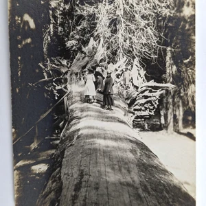 Foto antica persone in piedi su albero di sequoia gigante caduto - Foto 1 di 4